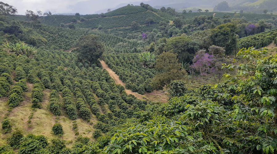 Origin Report - Brazil