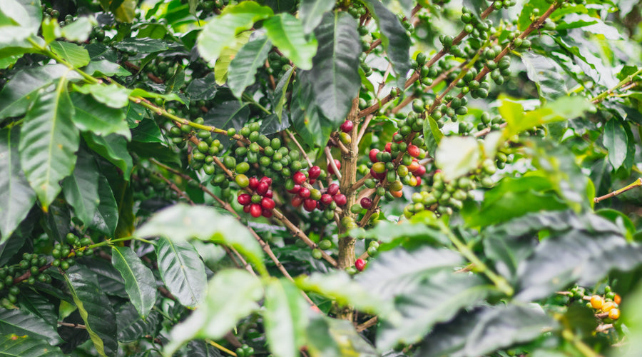 Ally Coffee Live on Instagram from Colombia