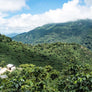 Ceiba | Guatemala Core Coffee | 25 lb | A-7160