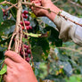 Guatemala Primavera Swiss Water Decaf | 50 lb | A-6858