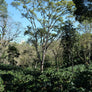 El Pino | Honduras Core Coffee | 25 lb | A-7076