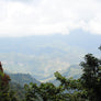Ciprés | México Core Coffee | 25 lb | A-7096