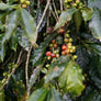 Ciprés | México Core Coffee | 25 lb | A-7096
