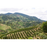 Palmera | Colombia Core Coffee | 50 lb | A-7076