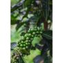 Palmera | Colombia Core Coffee | 50 lb | A-7076